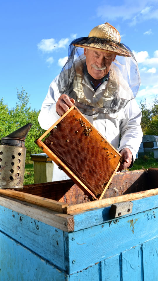 Bienen für die Nachhaltigkeit: Salz Helmreich begrüßt neue Bewohner